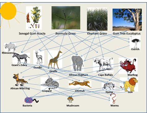 Foodweb Interaction With Explanation Savanna