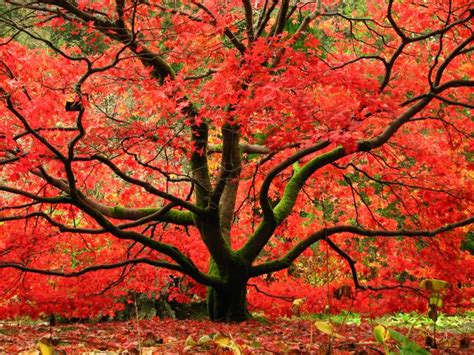 10 tipos de arce japonés