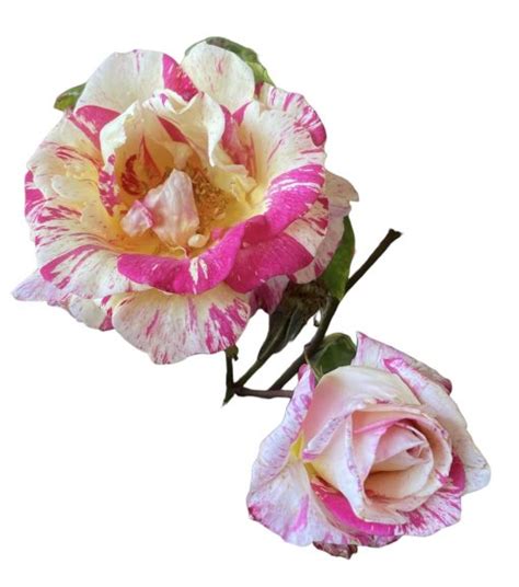 Rose Cabana 200mm The Garden Feast