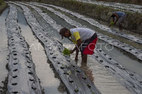 Petani Beralih Tanam Cabai Rawit Antara Foto