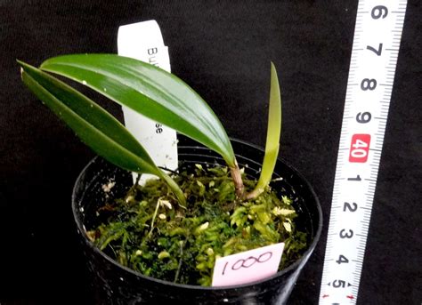 Yahoo オークション 洋蘭原種 1000 超希少種 Bulbophyllum kubahen