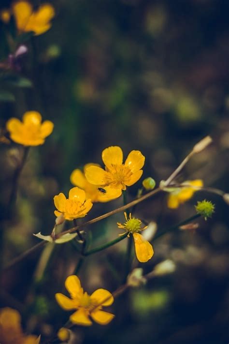 Imagen Gratis Rosado Arbusto Flores Silvestres Naturaleza Planta