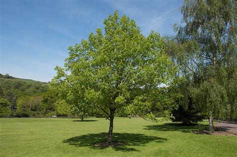 What Was The State Tree Of Ohio History Mascot And Symbolism House Grail