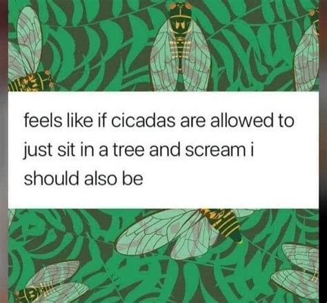 Cicadas Animals Know Your Meme