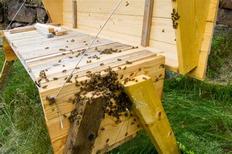 How To Build A Top Bar Beehive Diy Beekeeping Beekeepclub