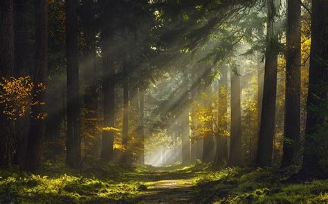 Misty Morning Sunrays Wallpapers Wallpaper Cave