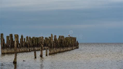 Old Boat Mooring Poles On The Shores Of The Baltic Sea Stock Photo