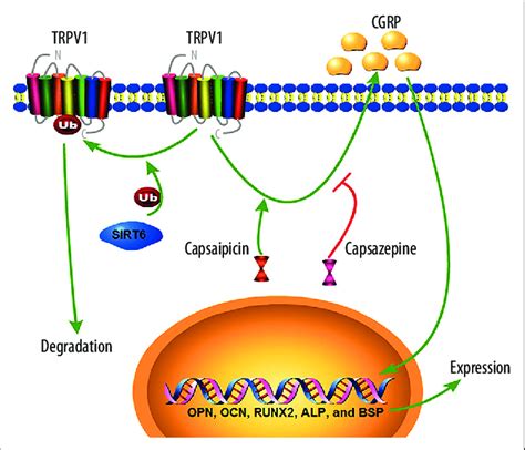 Schematic Diagram Of The Mechanism Of SIRT6 Mediated TRPV1 CGRP Pathway