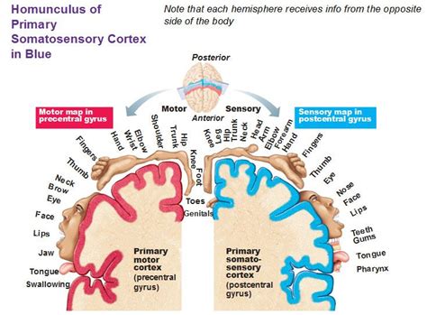 The Anatomy Of The Human Brain With Labels On Each Side Including The