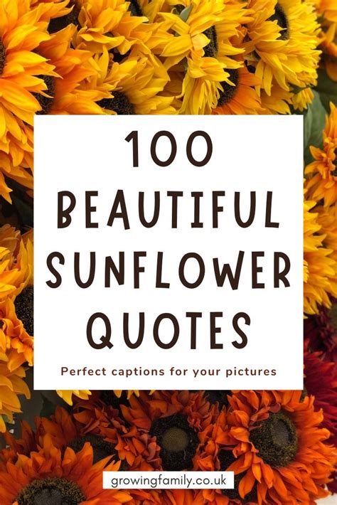 Sunflowers With The Words 100 Beautiful Sunflower Quotes Perfect