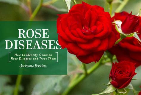 Rose Diseases: How to Identify and Treat Them