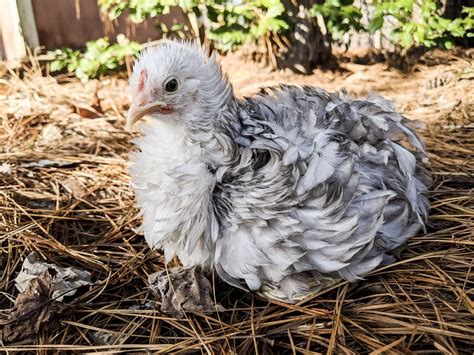 Frizzle Chicken All You Need To Know Types Eggs And More Chickens And More