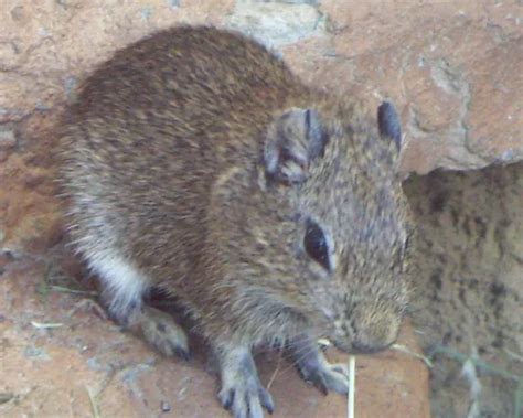 Muenster yellow-toothed cavy - Facts, Diet, Habitat & Pictures on Animalia.bio