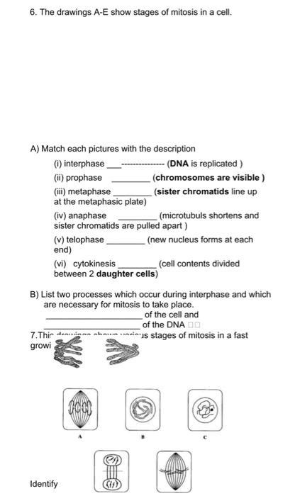 Solved 1 Label The Following Diagram With The Phase Of