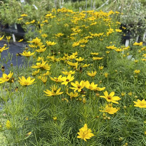 Coreopsis v Zagreb – Gino's Nursery