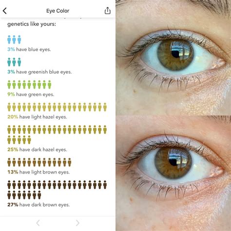 Hazel Eyes Color Vs Light Brown - bmp-clown