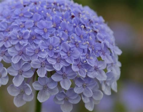 Didiscus, 'Blue Lace Flower' | Uprising Seeds