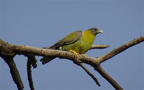 Burung Merpati Hijau Foto Gratis Di Pixabay Pixabay