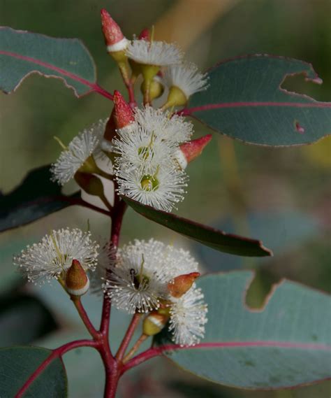 Eucalyptus Marginata Ssp Thalassica Hartfield Park Perth Flickr