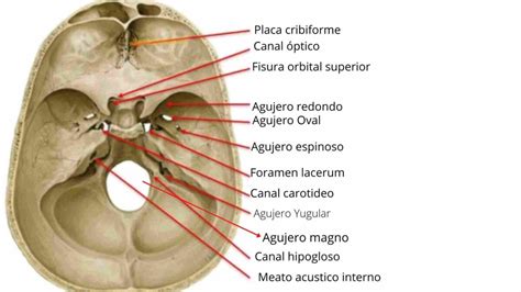 Agujeros y fisuras del cráneo y su anatomía contenido