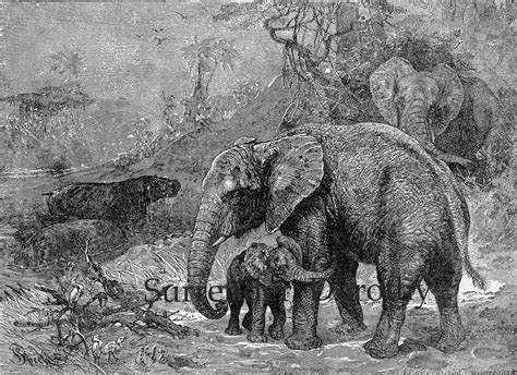 Elephants Child Victorian Animal Natural History Original Etsy