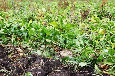 Large Mature Sugar Beets Growing In The Field Ready For Harvest Stock