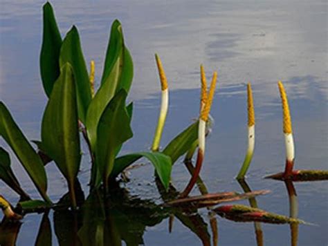 Butterfly Emergency How Your Wildlife Garden Pond Can Help