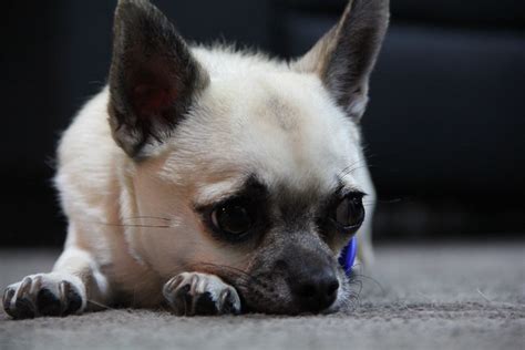 Sad Chihuahua Flickr Photo Sharing