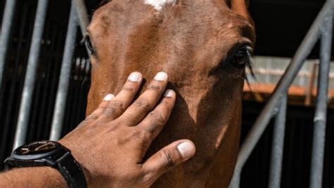 5 Benefits Of Equine Therapy ActiveMan