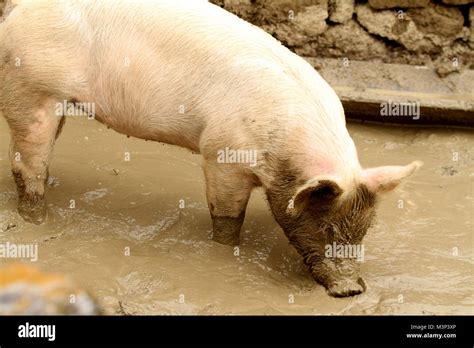 Pig Mud Bath Hi Res Stock Photography And Images Alamy