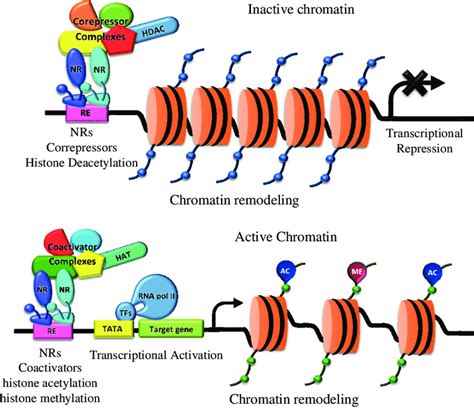 Sirt1dependent Regulation Of Chromatin And Transcription Linking Nad