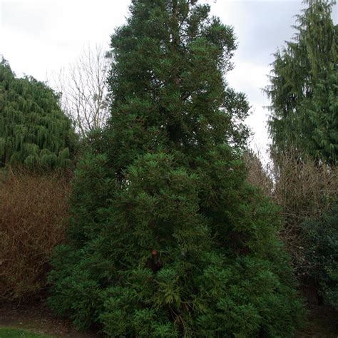 Cryptomeria Japonica Radicans Blue Green Japanese Cedar Gobuyplants