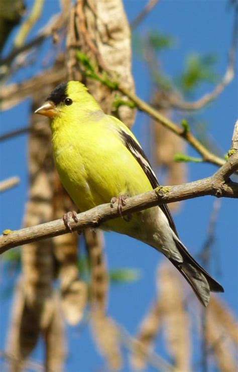 American goldfinch - Wikipedia