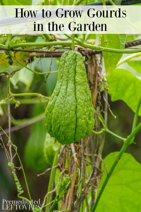 How To Grow Gourds In The Garden From Seed To Harvest