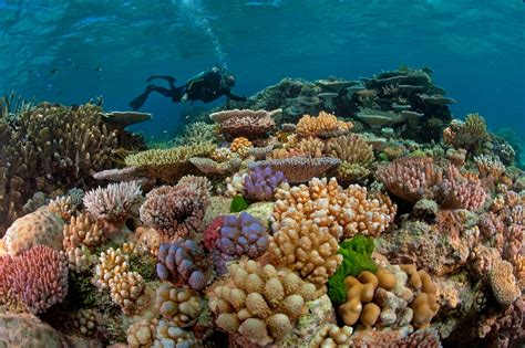 Coral Reefs Could Be Gone in 30 Years