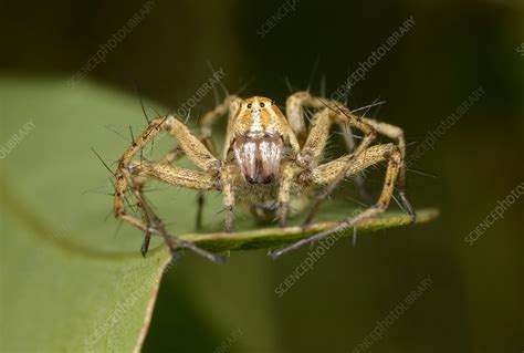 Lynx Spider Female Front View Stock Image C0400791 Science