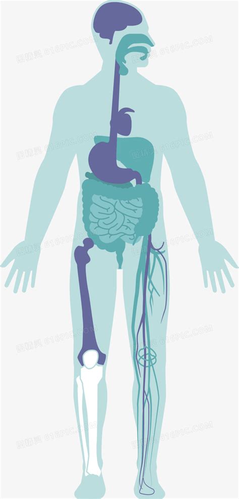 人体消化系统矢量图图片免费下载png素材编号vr7i09801图精灵