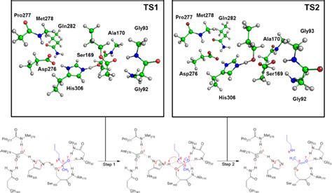 Formation Of The Acyl Enzyme Complex And The Release Of The Fi Rst