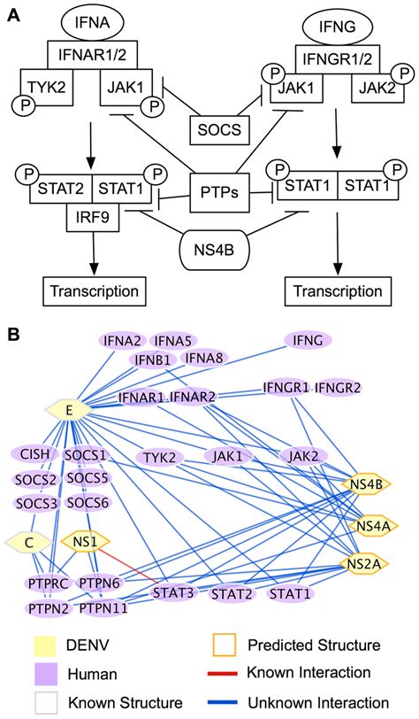 Denv Influences Ifn Signalling A Interferon Signaling Pathway Ifna