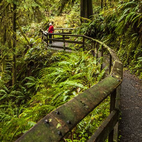 Quinault Rain Forest Nature Trail Loop | Outdoor Project - Hiking ...