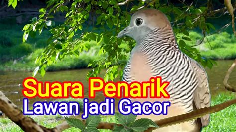 Pancingan Ampuh Perkutut Lokal Gacor Bikin Lawan Jadi Gacor Youtube