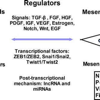 Regulatory Network In Emt And Met Emt Can Be Regulated By Many