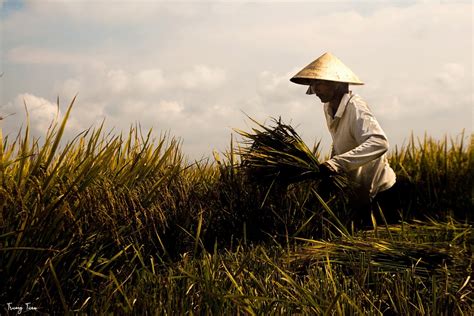Field Harvest Farmer - Free photo on Pixabay