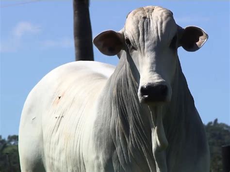 Nelore Cana Oferta Nelore E Brahman Em Leil O Virtual Sucesso No Campo