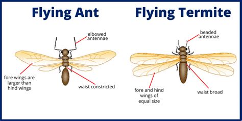 The Ultimate Guide To Understanding The Differences Between Ants And