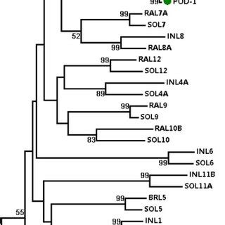 Phylogenetic Analysis Of Pythium And Phytophthora Elicitin And