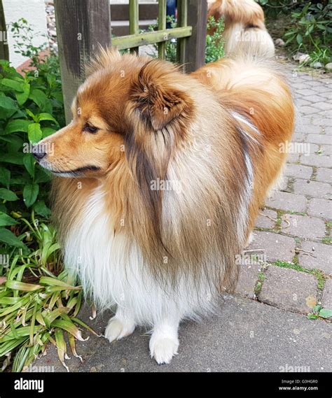 Mini Collie High Resolution Stock Photography And Images Alamy