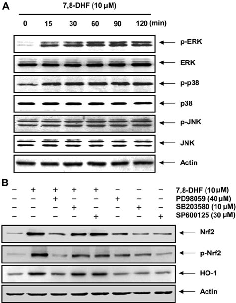 Involvement of the extracellular signal‐regulated kinase (ERK ... 