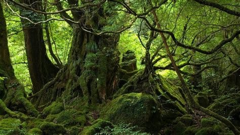 Existen Los Duendes En La Vida Real La Neta Neta