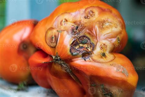 Old Moldy Funky Rotten Tomato Close Up 15449524 Stock Photo At Vecteezy